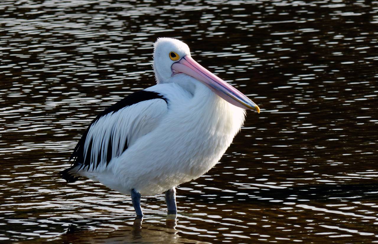 Pelican, agua, naturaleza, aves, animales, pico, plumas, lago, tierra adentro, aves acuáticas, vida silvestre,