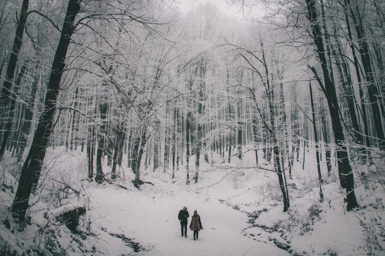 Gente, pareja, viajes, al aire libre, naturaleza, nieve, invierno, árboles, planta, bosque, frío, clima, blanco y negro,