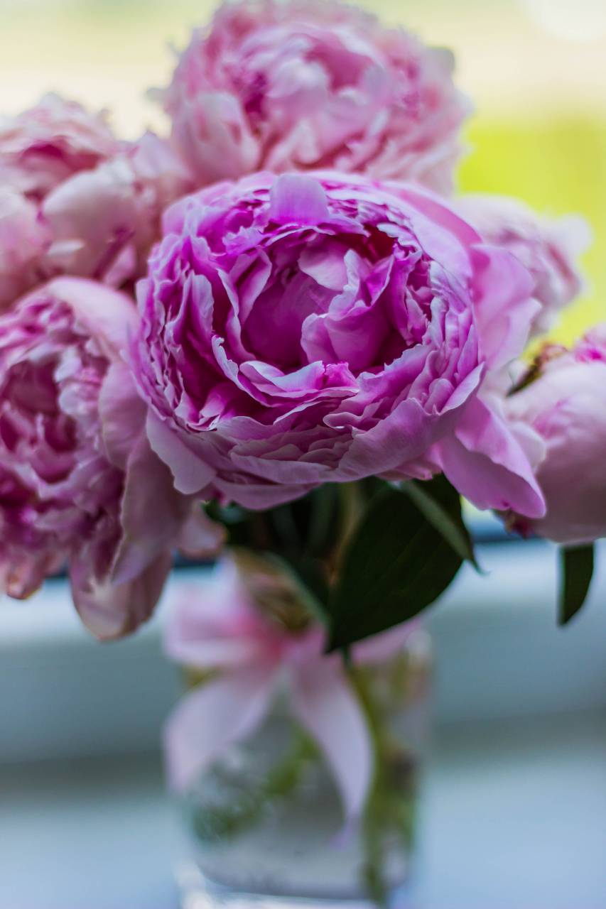 pink, flower, bloom, petal, leaf plant, nature, green, blur, vase
, 