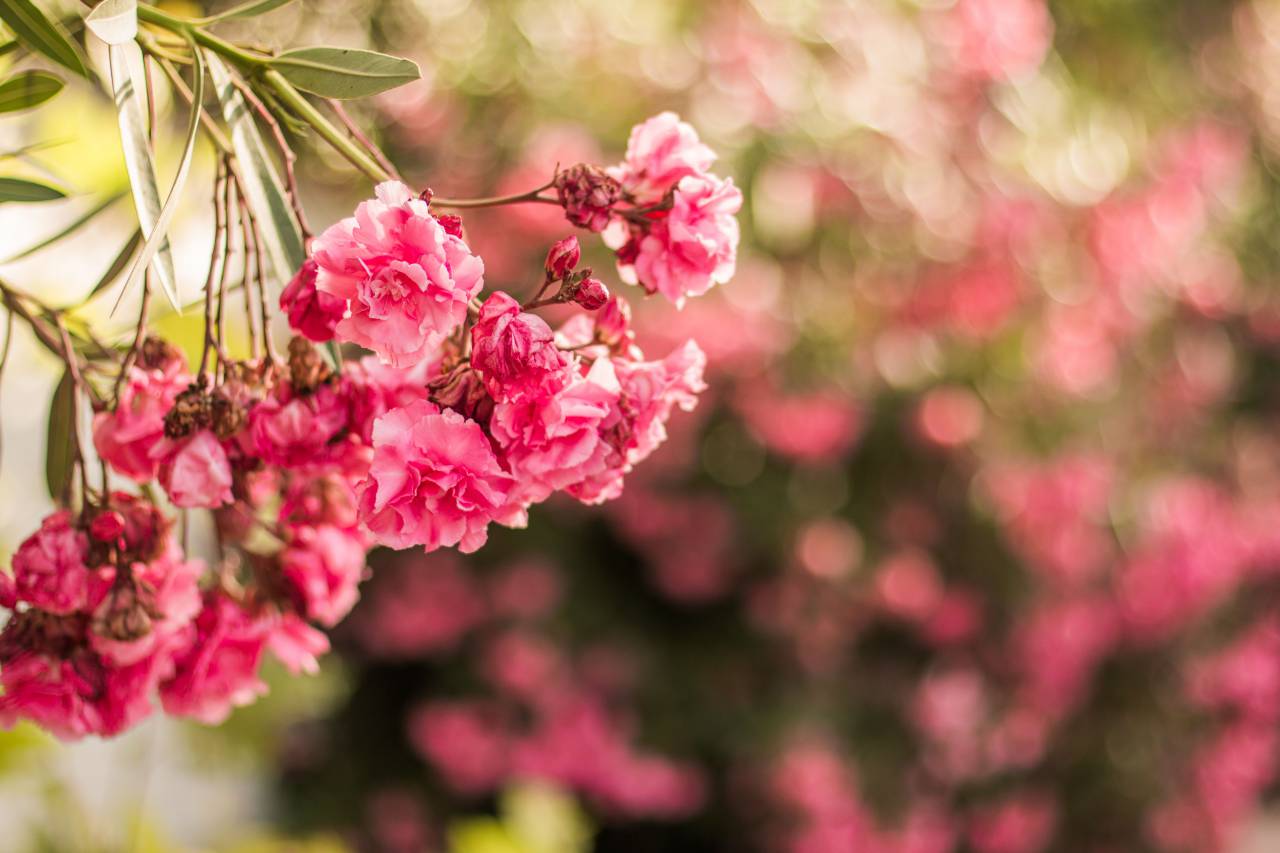 rosa, flor, bokeh, jardim, natureza, campo, ao ar livre,
