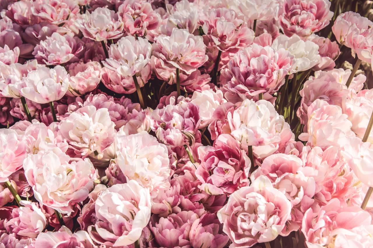 pink, flowers, bunch, bouquet, gift, commercial
, 