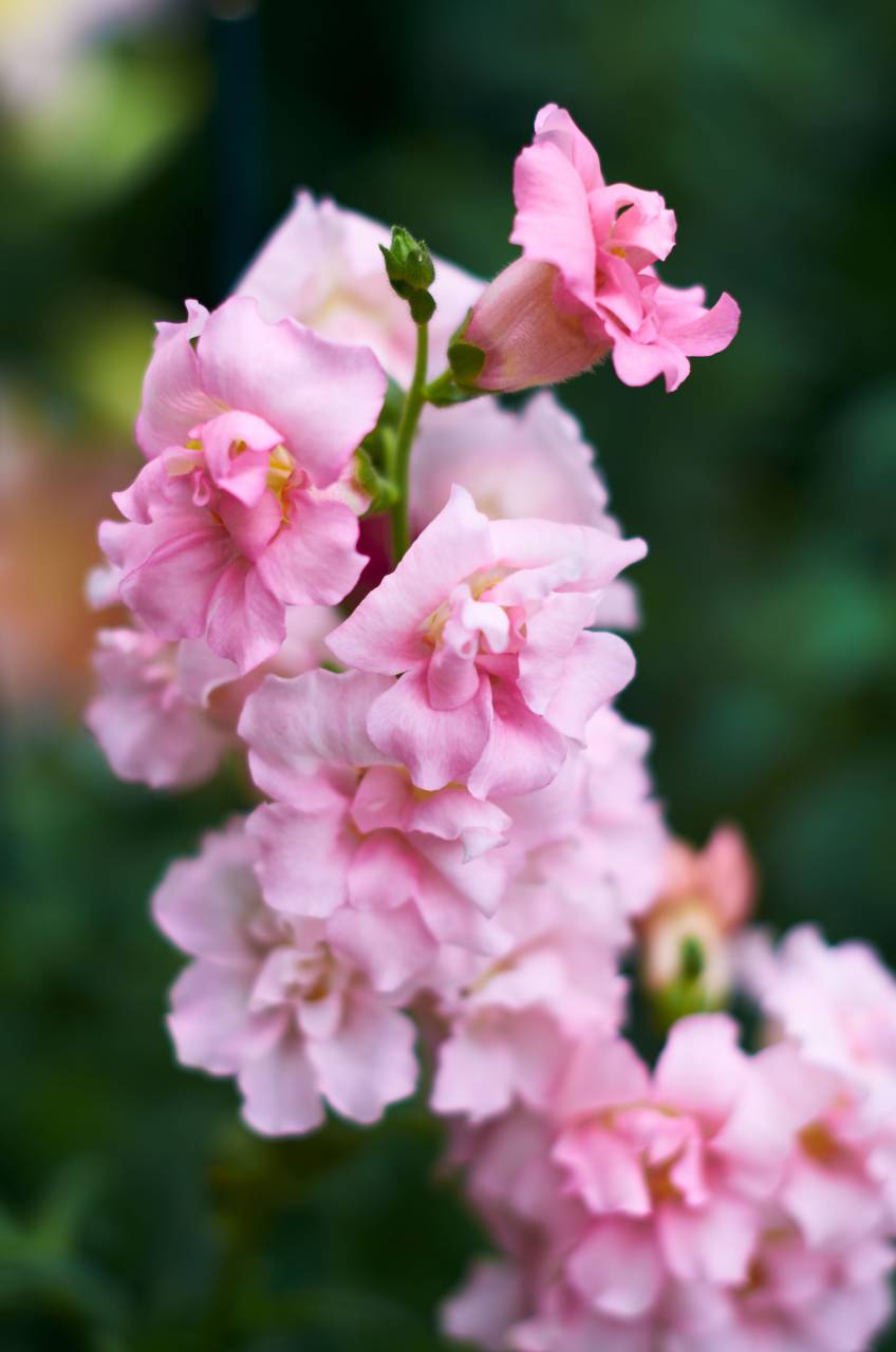 pink, flowers, macro, garden, soft, fresh, bloom, blossom, botany, outdoors, nature, organic, beautiful, pretty
, 