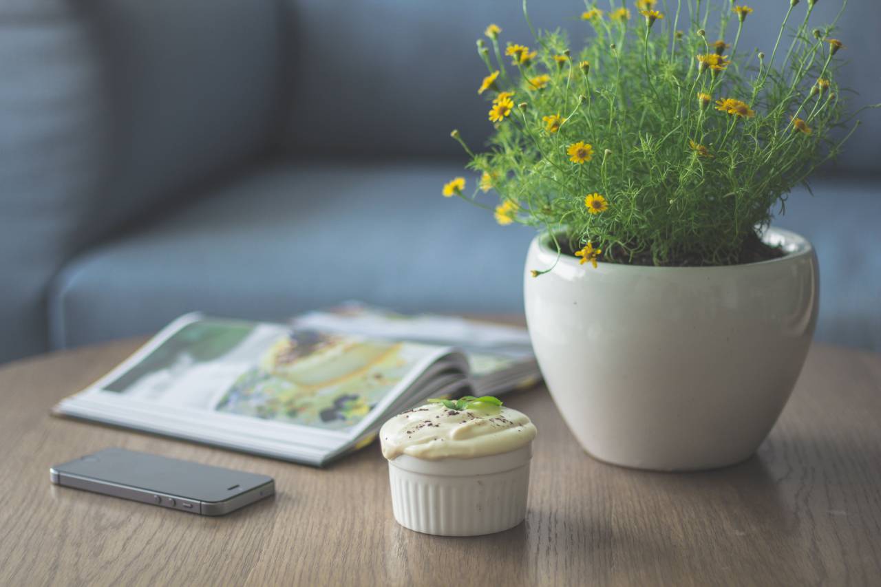 plant, pot, home, house, decor, table, iphone, mobile, technology, smartphone, cell phone, book, magazine, reading, business
, 