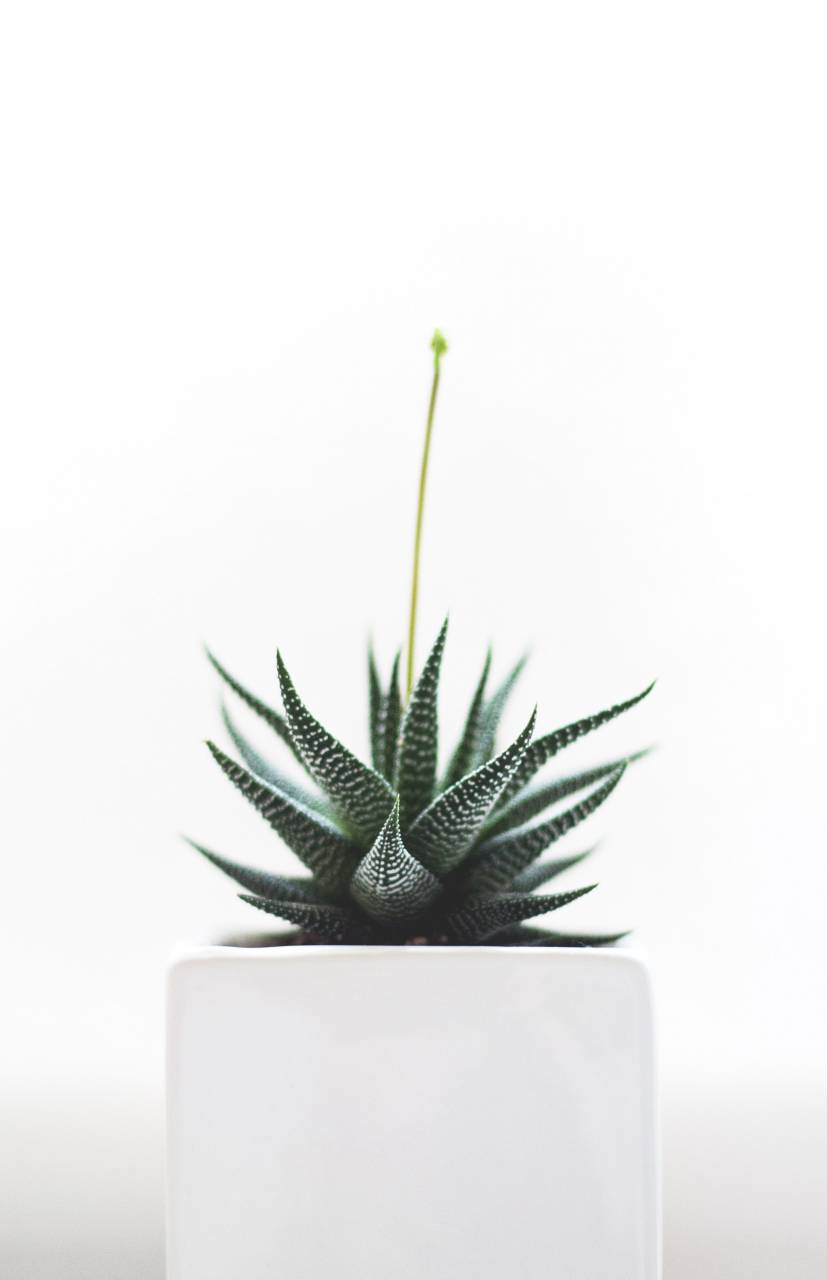 plantas, naturaleza, hojas, verde, haworthia, suculentas, jardín, casa, adentro,