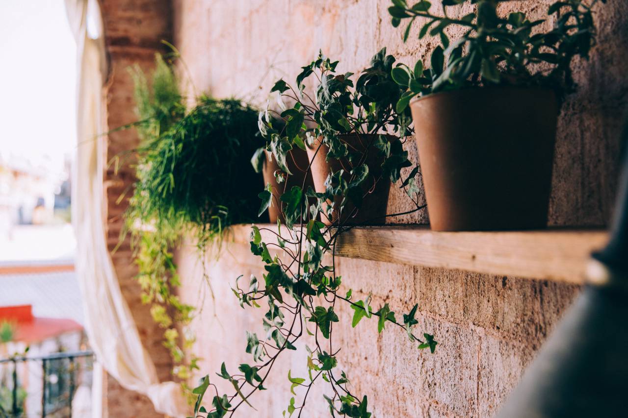 potted, plants, shelf, clay, pots, sunny, brick, wall, green, rustic, houseplant, botany
, 