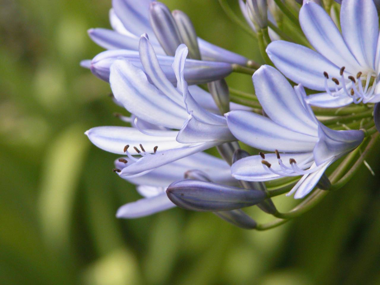 purple, flowers, closeup, macro, nature, natural, organic, petals, garden, fresh, bloom, blossom, botany, vibrant, colorful, green
, 