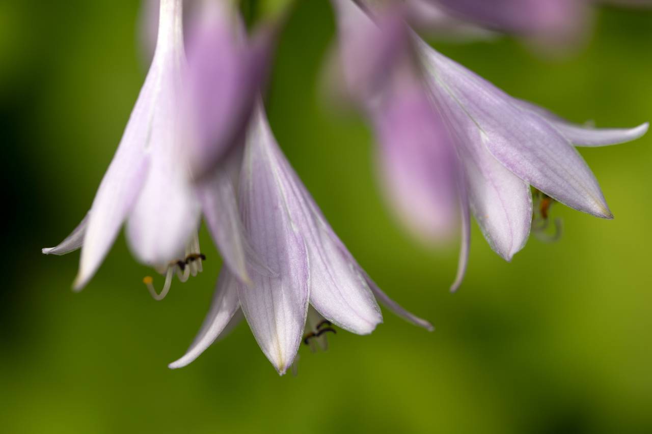 purple, flowers, macro, nature, natural, organic, petals, garden, fresh, bloom, blossom, botany, vibrant, colorful, green, close up, bokeh
, 