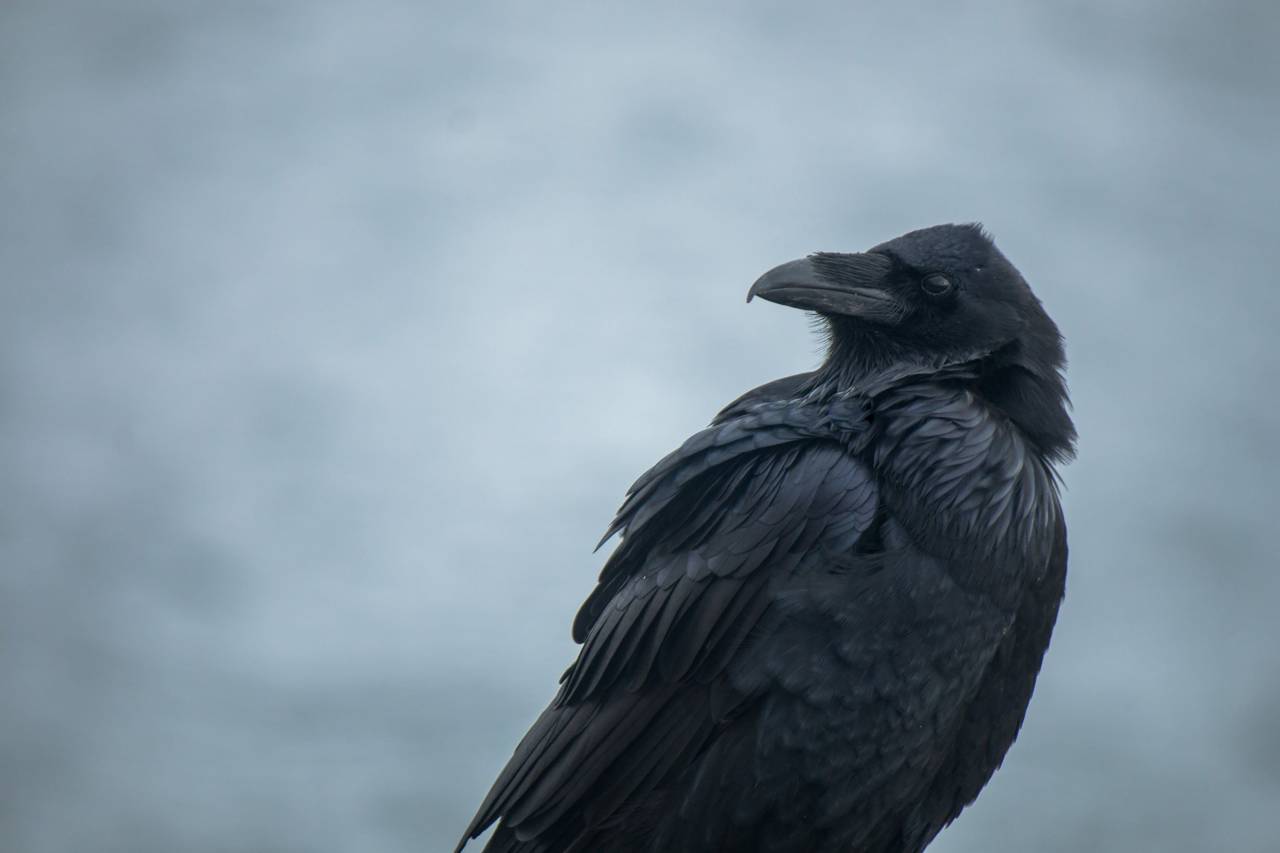 Raven, pájaro, cerrar, animales, vida silvestre, plumas, temperamental, sombrío, oscuro, naturaleza