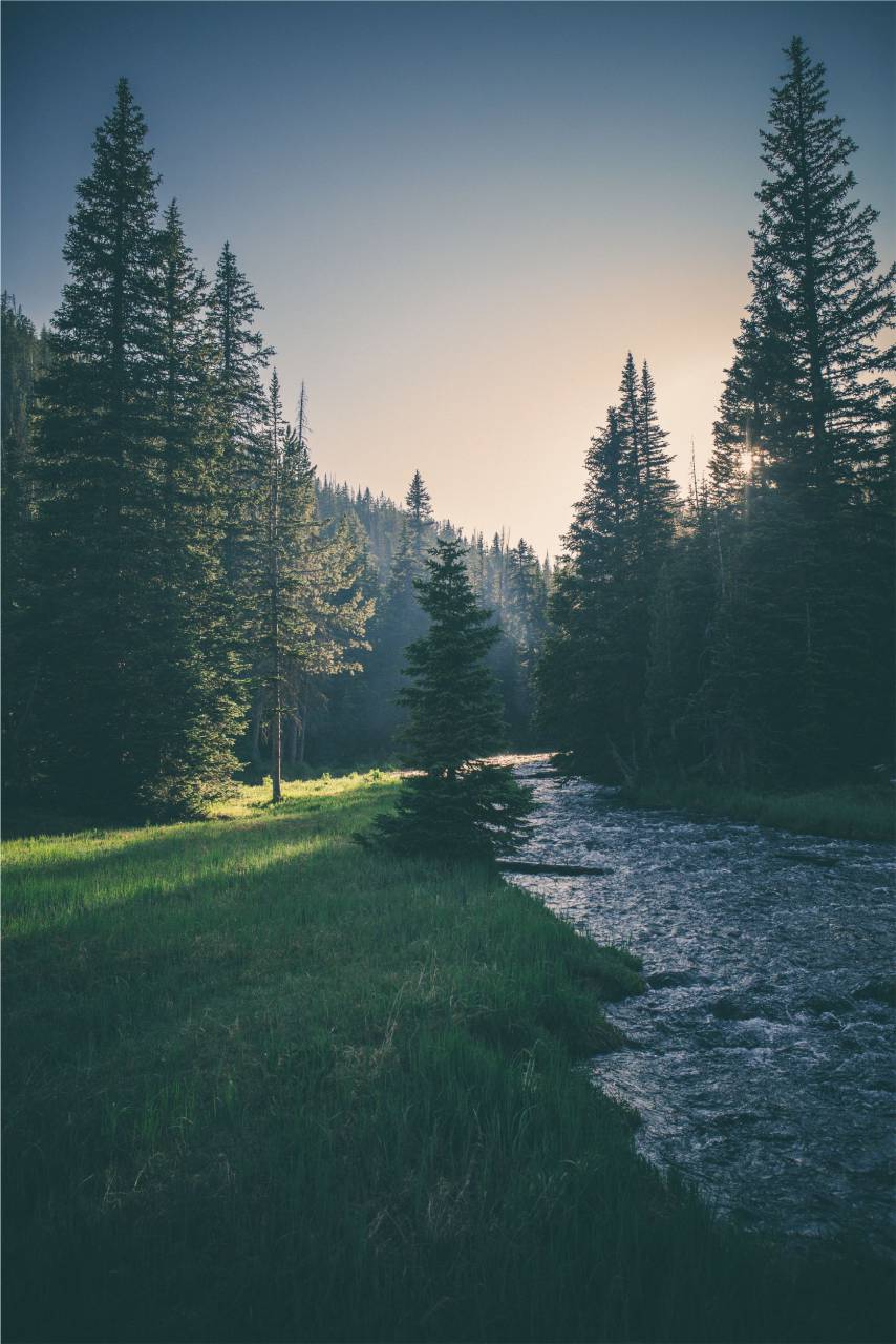Río, arroyo, agua, césped, árboles, bosque, naturaleza, puesta de sol,