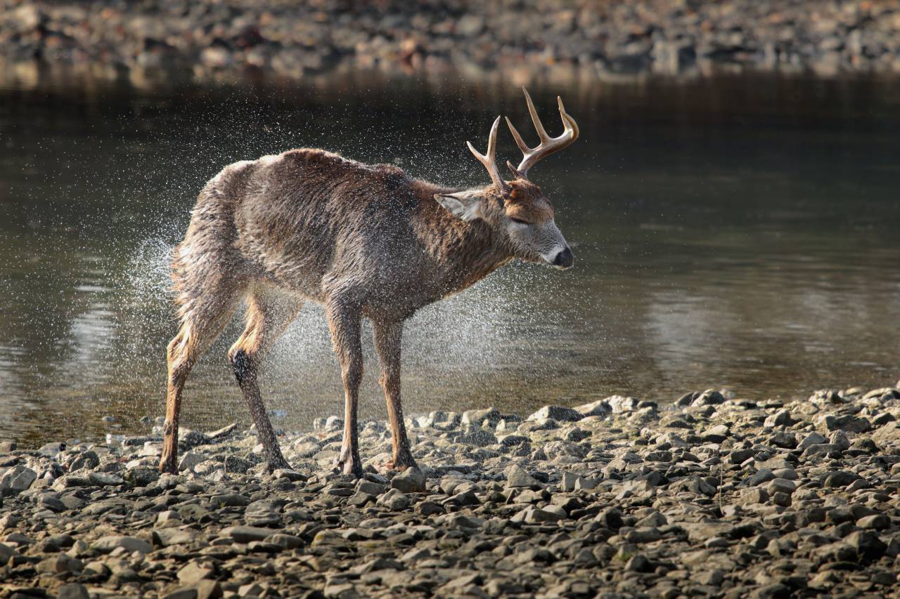 Río, agua, ciervos, animales, vida silvestre, rocas,