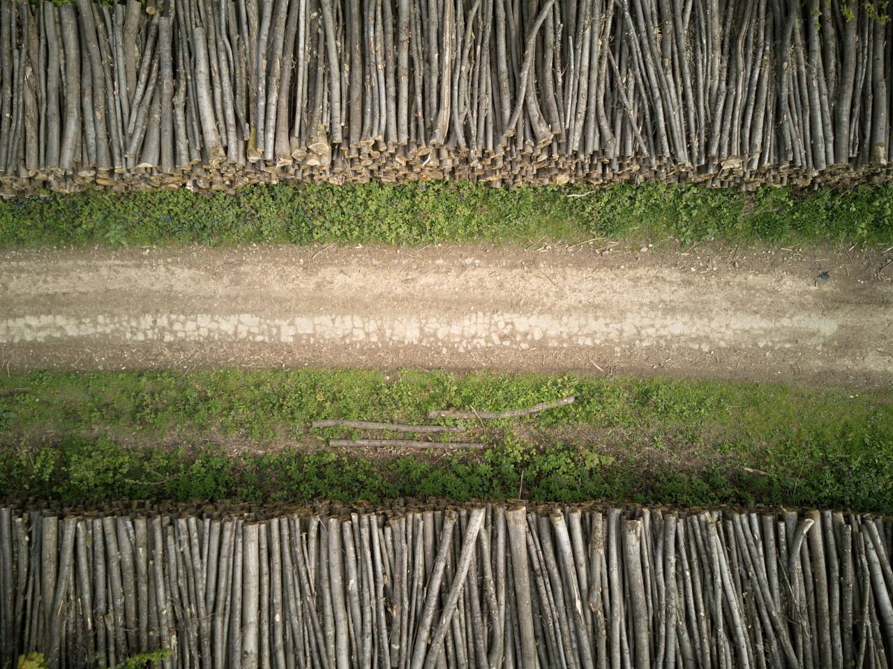camino, verde, pasto, maderas, troncos,