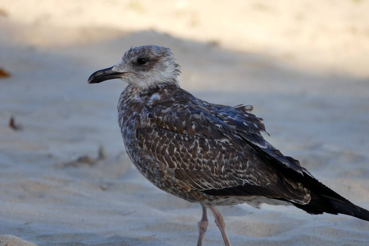 Gaviota, playa, arena, aves, animales, vida silvestre, plumas,