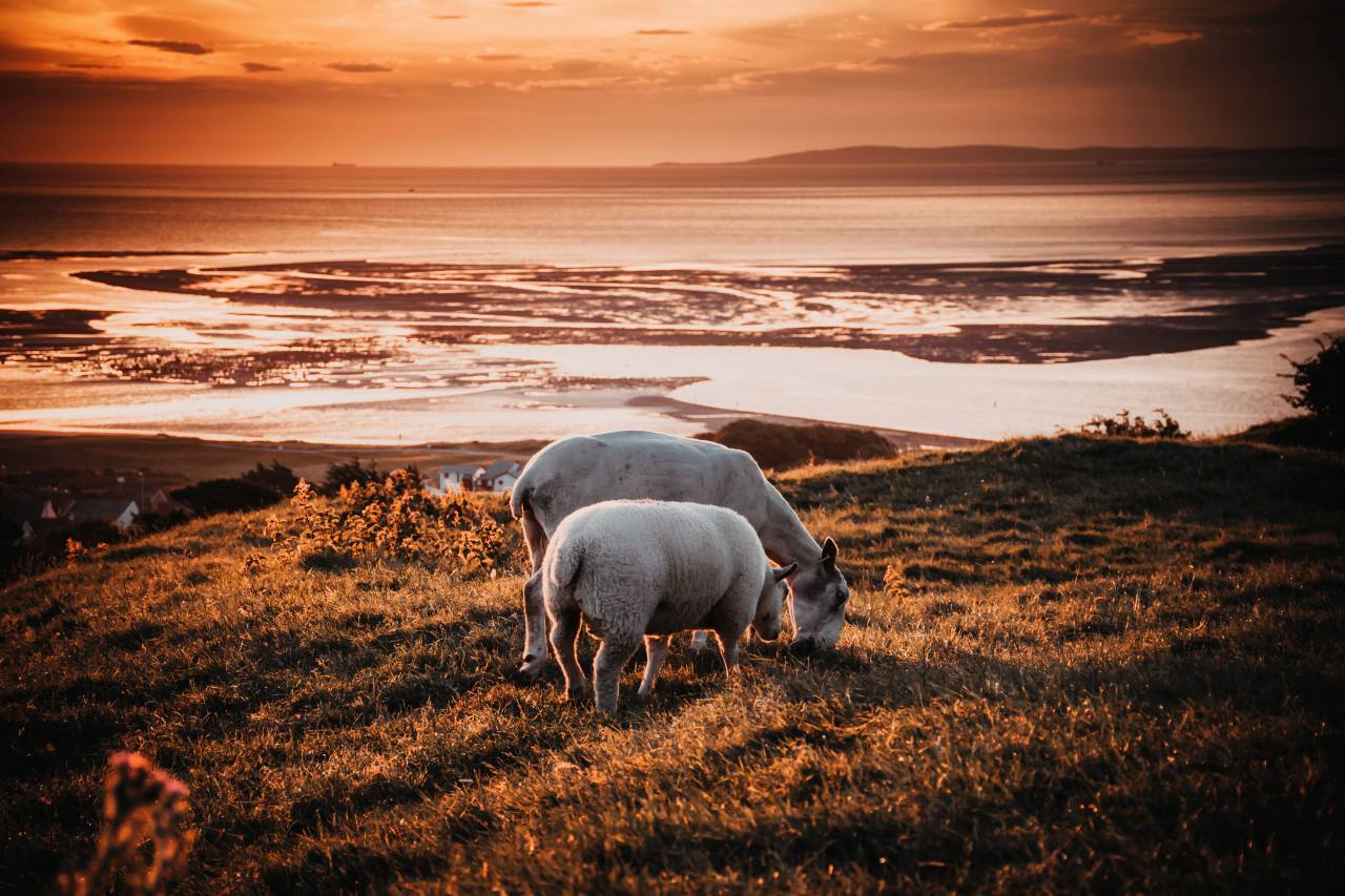 sheep, grazing, sunset, field, farm, animals, farmyard, sea, landscape, red sky, sky
, 