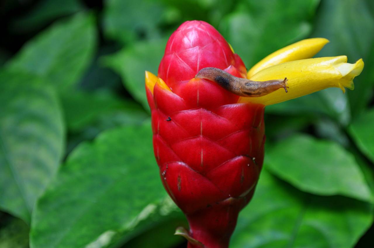 Caracol, capullo, hojas, naturaleza, rojo,