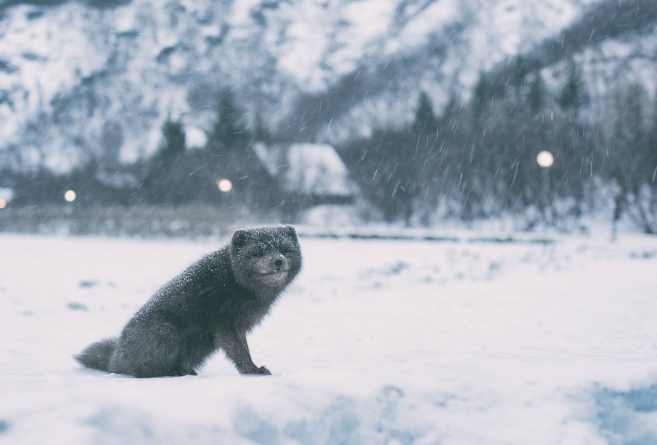 snow, winter, white, cold, weather, ice, trees, plants, nature, arctic, animal, bear
, 
