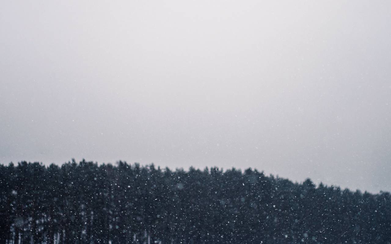 Nevando, Blizzard, invierno, cielo, nublado, nube, árboles, bosques, bosques, naturaleza, gris