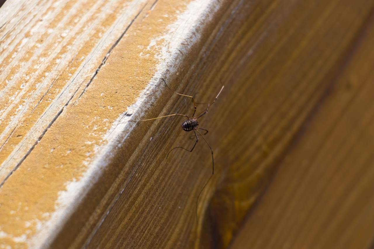 spider, nature, amazing, canon, macro, insect, bug
, 