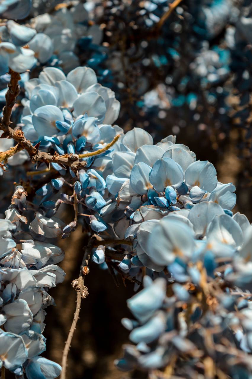 Primavera, flores, flor, flor, botánica, jardín, fresco, naturaleza, al aire libre, plantas, vegetación, pétalos,