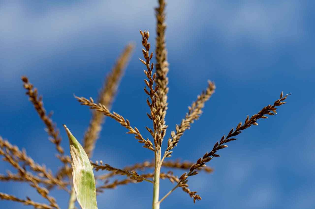Alto, césped, cielo, naturaleza, de cerca, campo, prado, trigo, país, planta, granja, crecimiento, césped, cultivo,