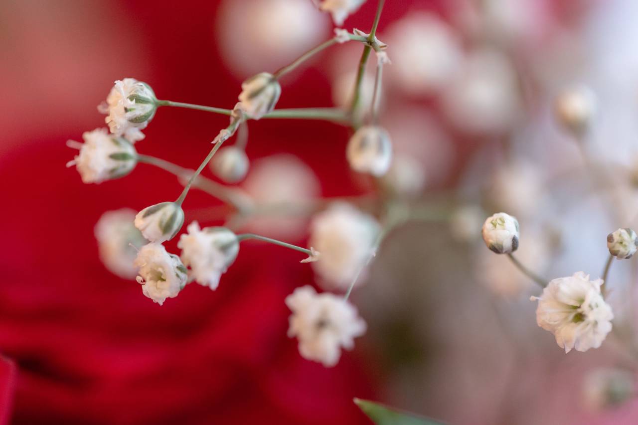 tiny, white, flowers, floral, garden, fresh, plants, spring, macro, close up, simple, decorative
, 
