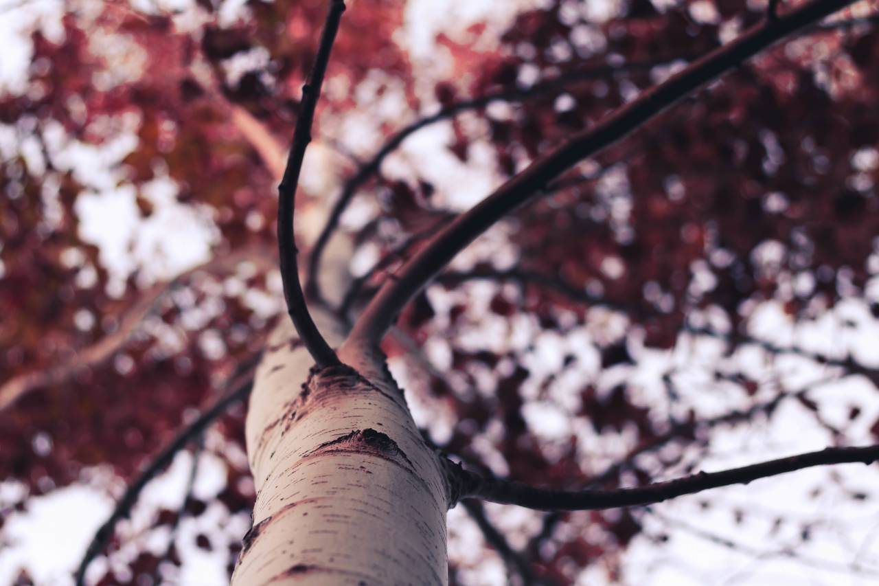 Árbol, ramas, hojas, otoño, otoño, naturaleza,