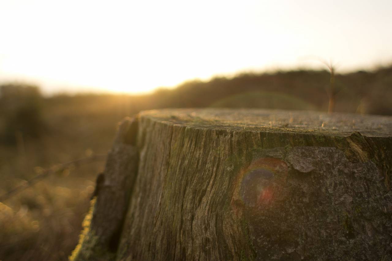 árbol, tocón, rayos de sol, luz del sol, corteza,