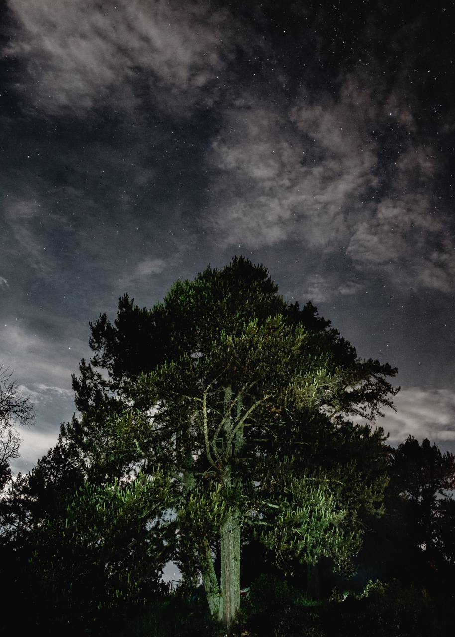 tree, tall, leaves, trunk, nature, sky, clouds, dark, stars, night, aesthetic
, 