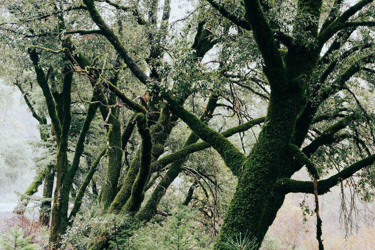 trees, moss, branches, leaves, forest, woods, nature, bark
, 