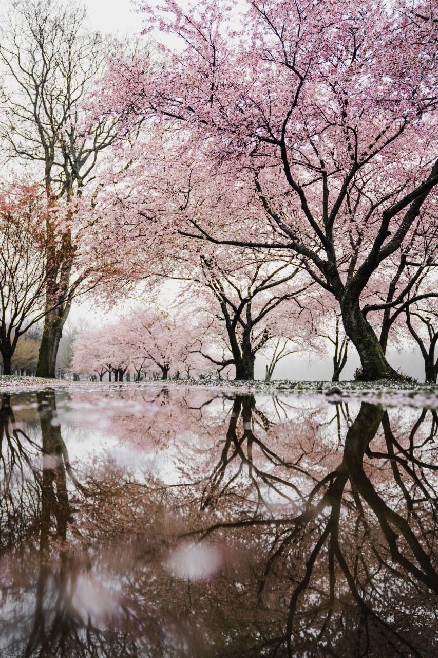 trees, plant, nature, branch, snow, winter, flowers, pink, petals, blossoms, bloom, water, reflection
, 