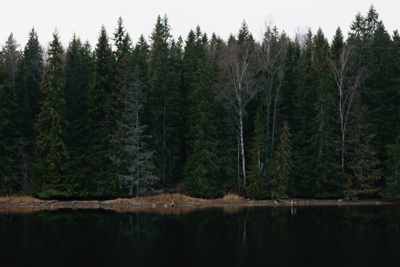 Árboles, plantas, naturaleza, lago, agua, reflexión, césped, cielo, bosque, al aire libre,