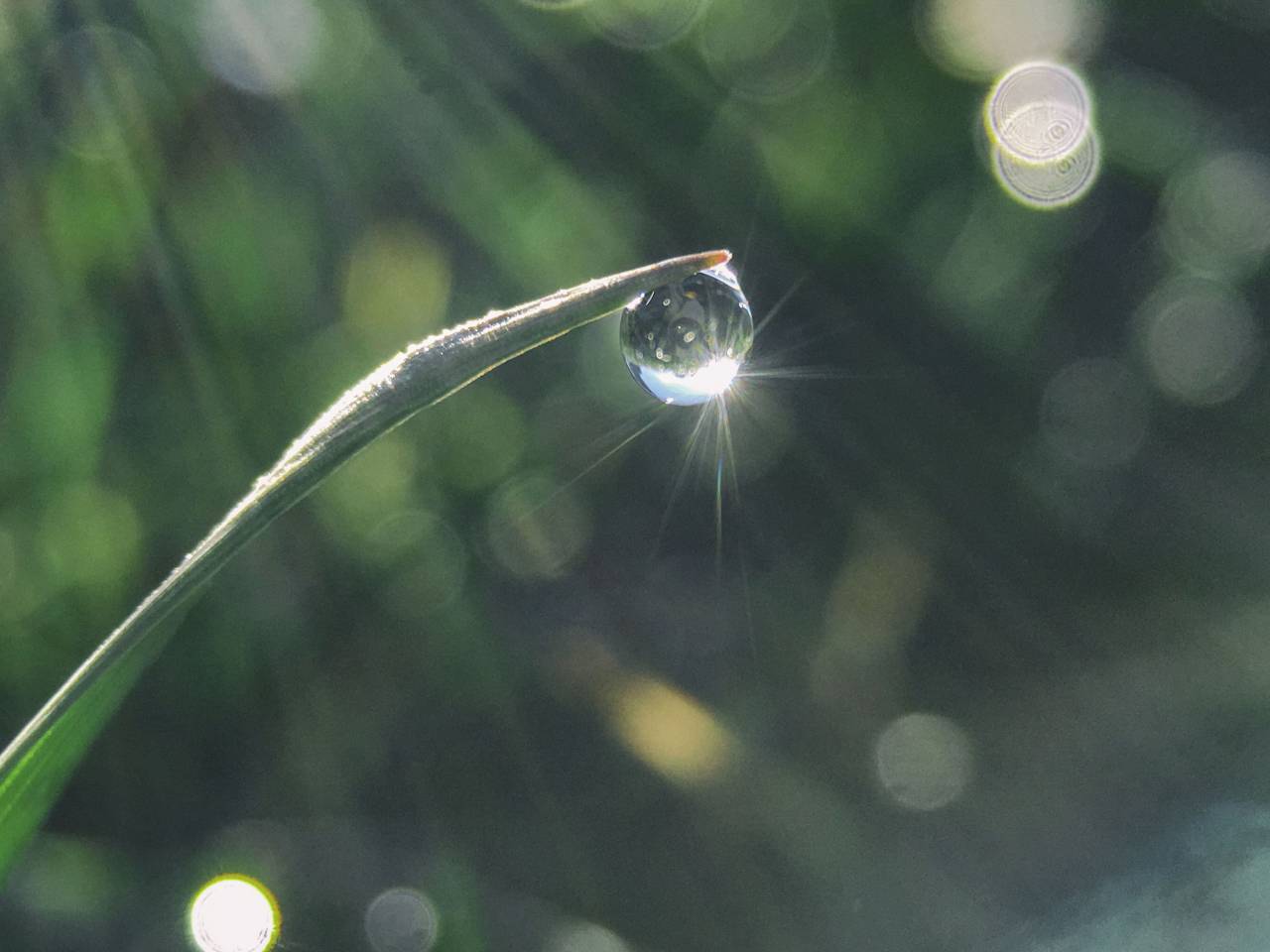 agua, gota, verde, hojas, bokeh,