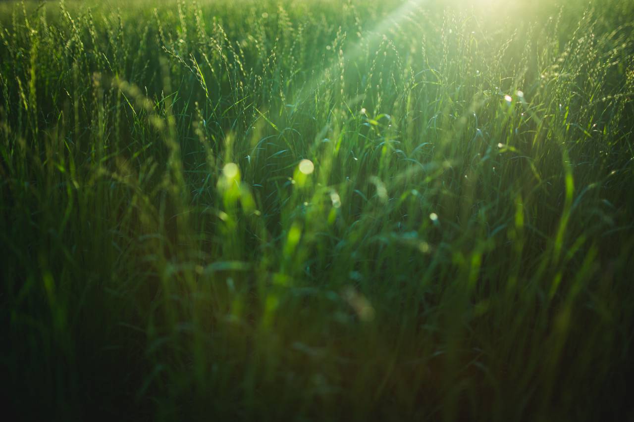 trigo, campo, verde, hojas, agricultura, naturaleza,