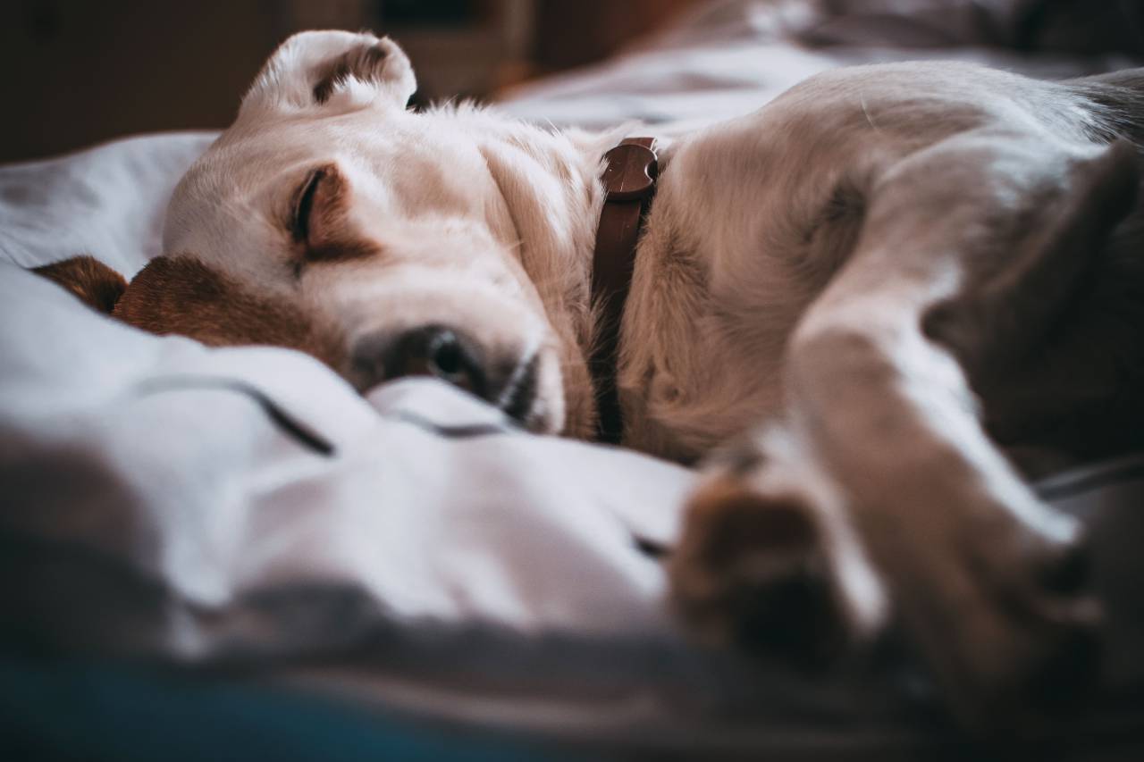 Blanco, perro, durmiendo, cama, mascota, animales, collar,