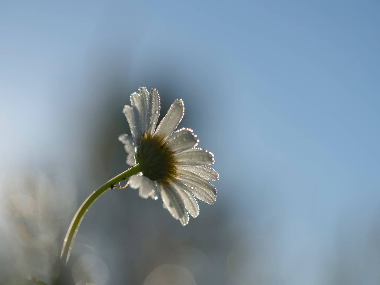 white, flower, bloom, blossoms, nature, plant, blur, daisy
, 