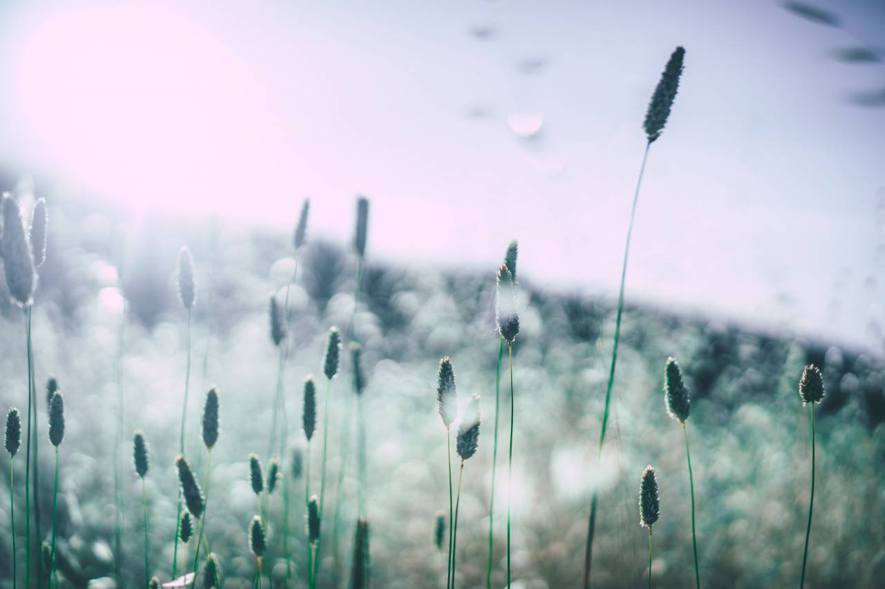 salvaje, plantas, campo, naturaleza, jardín, luz del sol, rayos del sol,