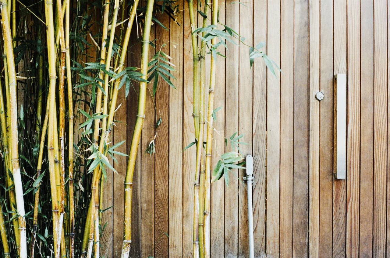 wood, bamboo, gate, lock, branches, leaves
, 