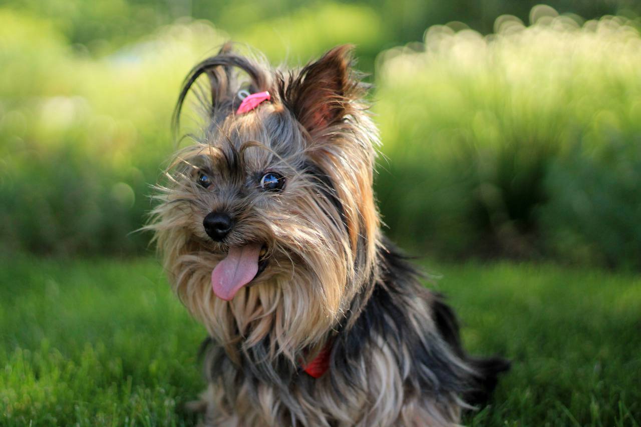 yorkshire terrier, dog, puppy, animal, pet, tongue, cute
, 