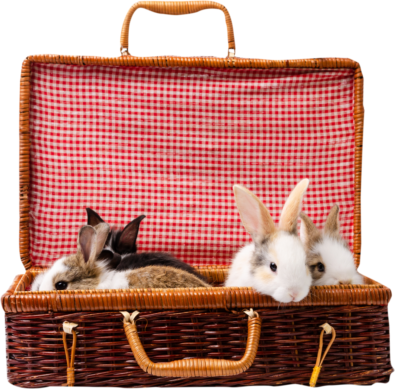  rabbit,overlay,png,cute,animal,rabbit,pets,basket,isolated,mammal,young animal,small,baby rabbit