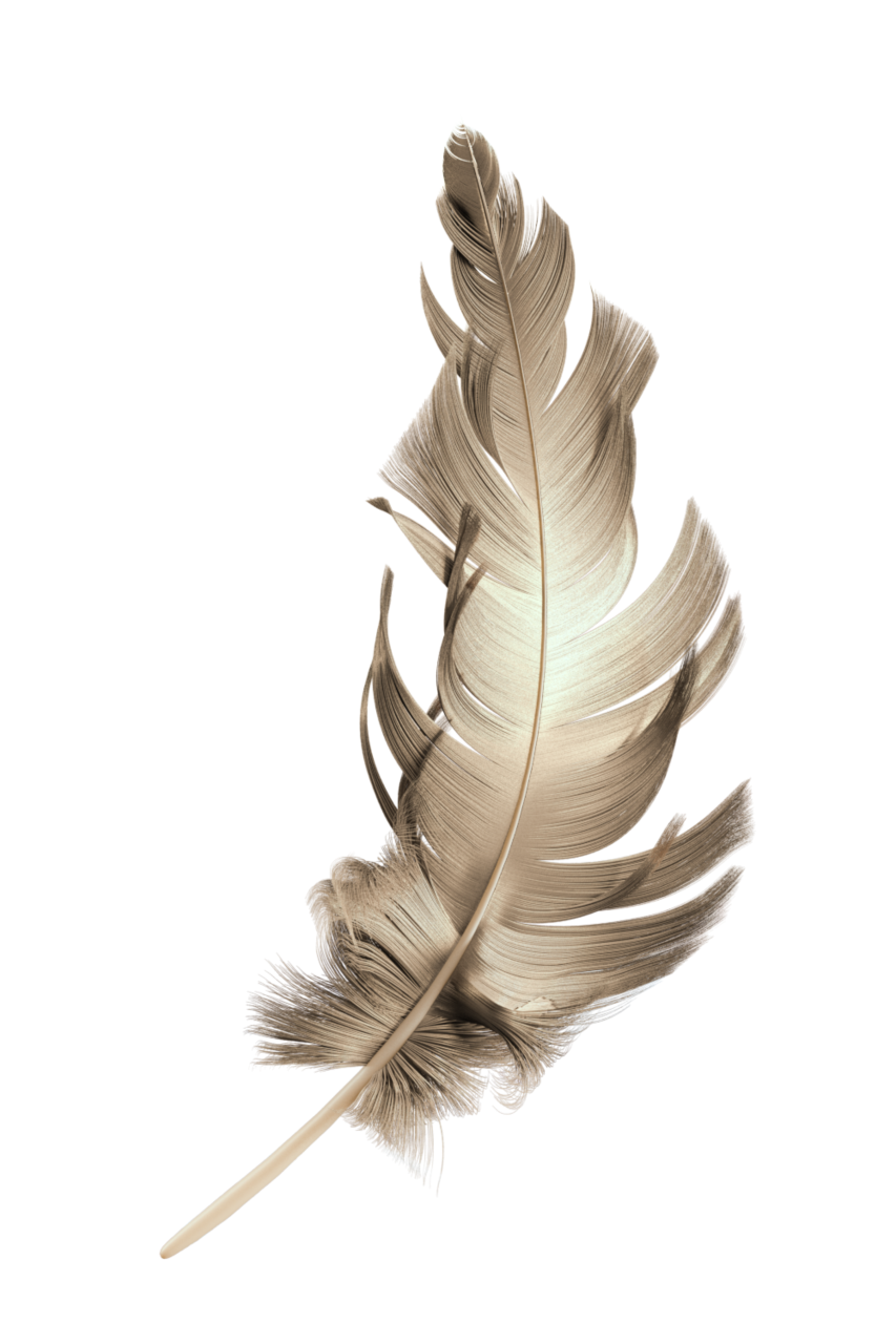  feather,overlay,feather,close-up,nature,animal,single object,pattern,backgrounds,black background,macro,quill pen,fragility,black color