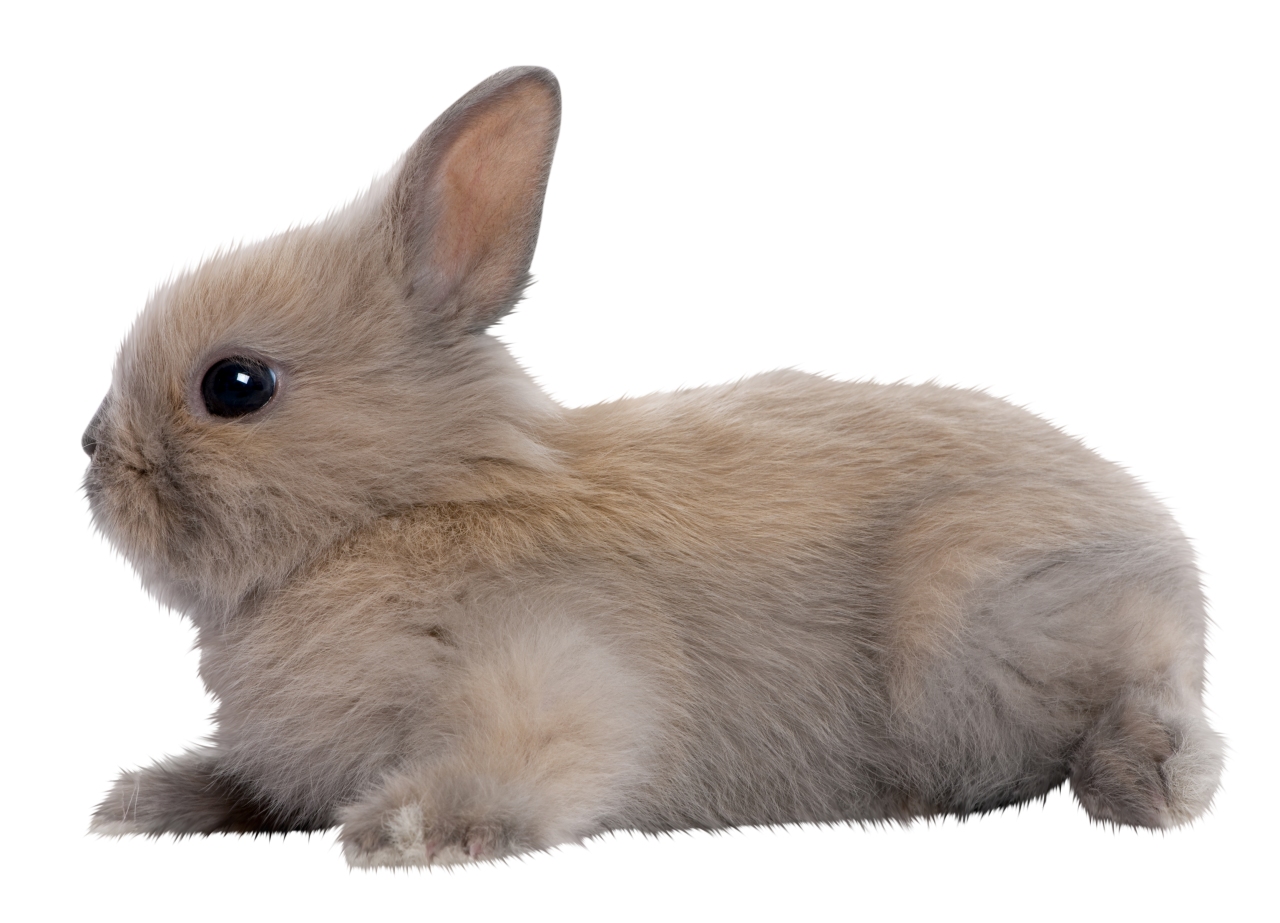  rabbit,overlay,png,animal,pets,mammal,cute,isolated,rabbit,domestic animals,small,young animal,white background,studio shot,fluffy,one animal,rodent,cut out,sitting