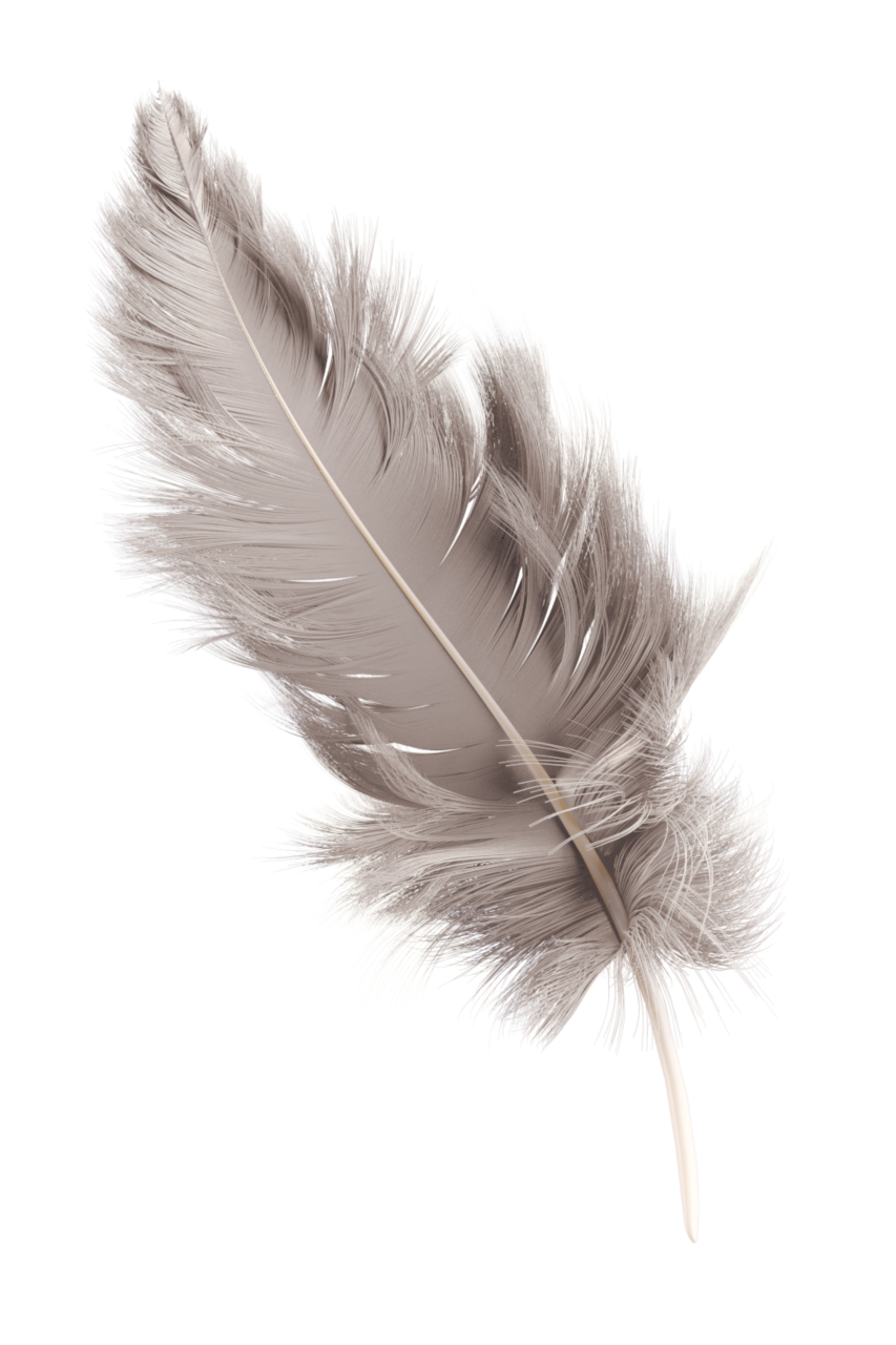 🥇 Image Of Feather Macro Single Object Feather Nature Overlay Close-up 