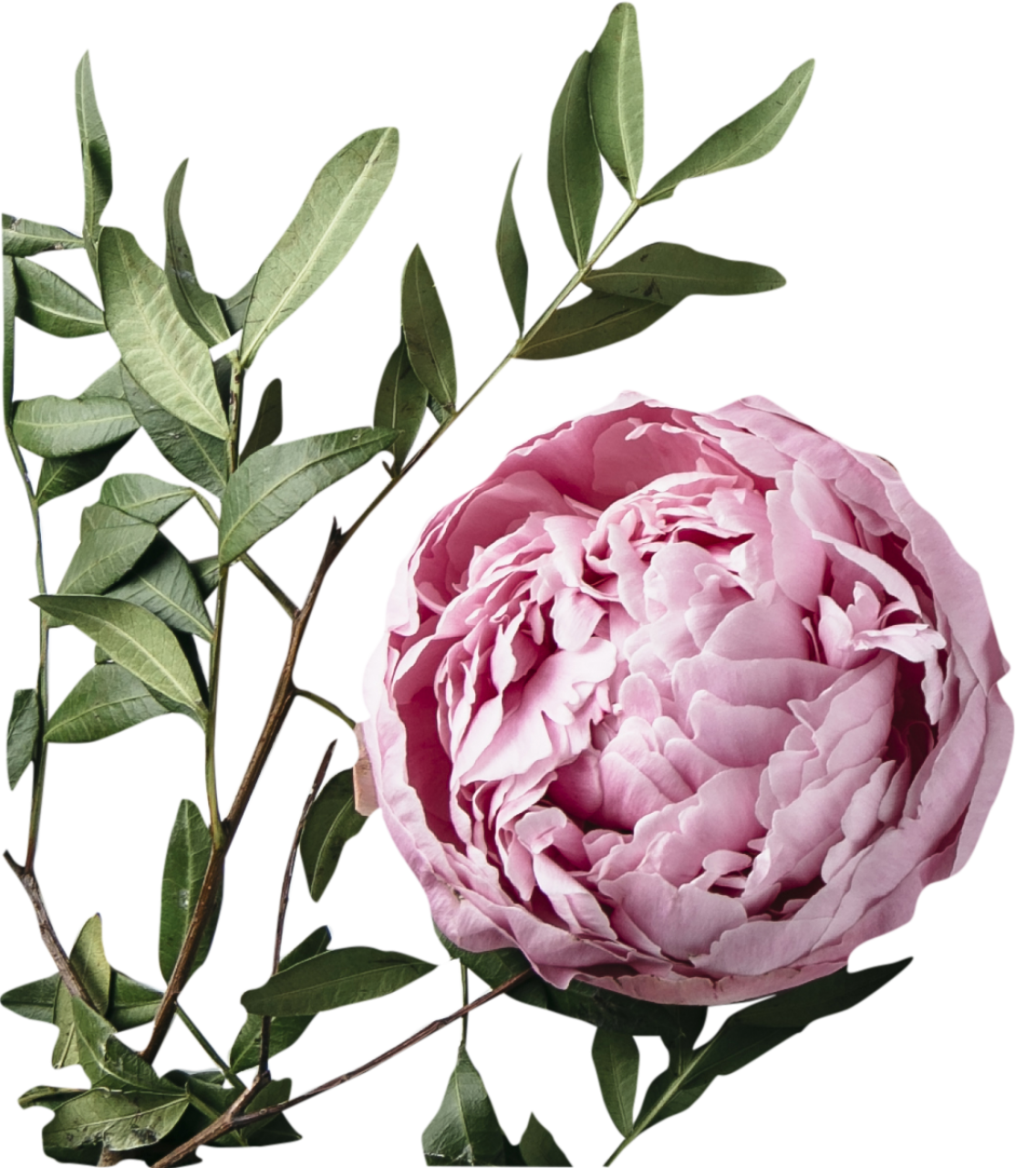 hoja,naturaleza,pétalo,planta,primer plano,flor,color rosa,frescura,cabeza de flor,fondos,romance,verano,ramo,flor,belleza en la naturaleza,botánica,amor,decoración,primavera,regalo