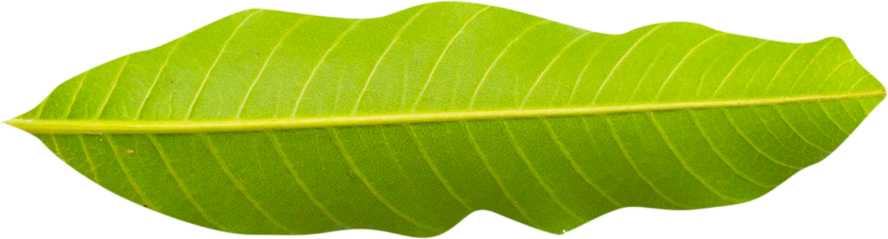  leaf,nature,plant,close-up,green color,macro,botany,pattern,freshness,environment,growth,isolated,backgrounds