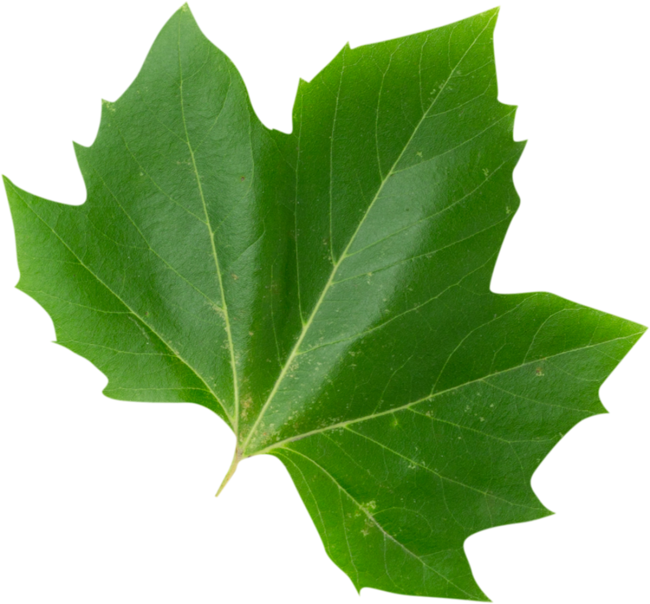  leaf,nature,plant,green color,backgrounds,growth,close-up,freshness,botany,environment,summer,pattern,tree