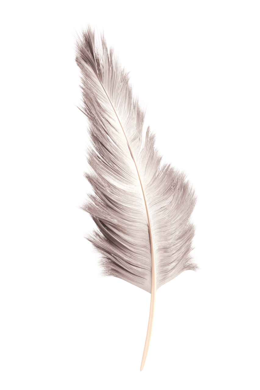  feather,overlay,close-up,nature,single object,feather,macro,pattern,backgrounds,animal,leaf,plant,black background