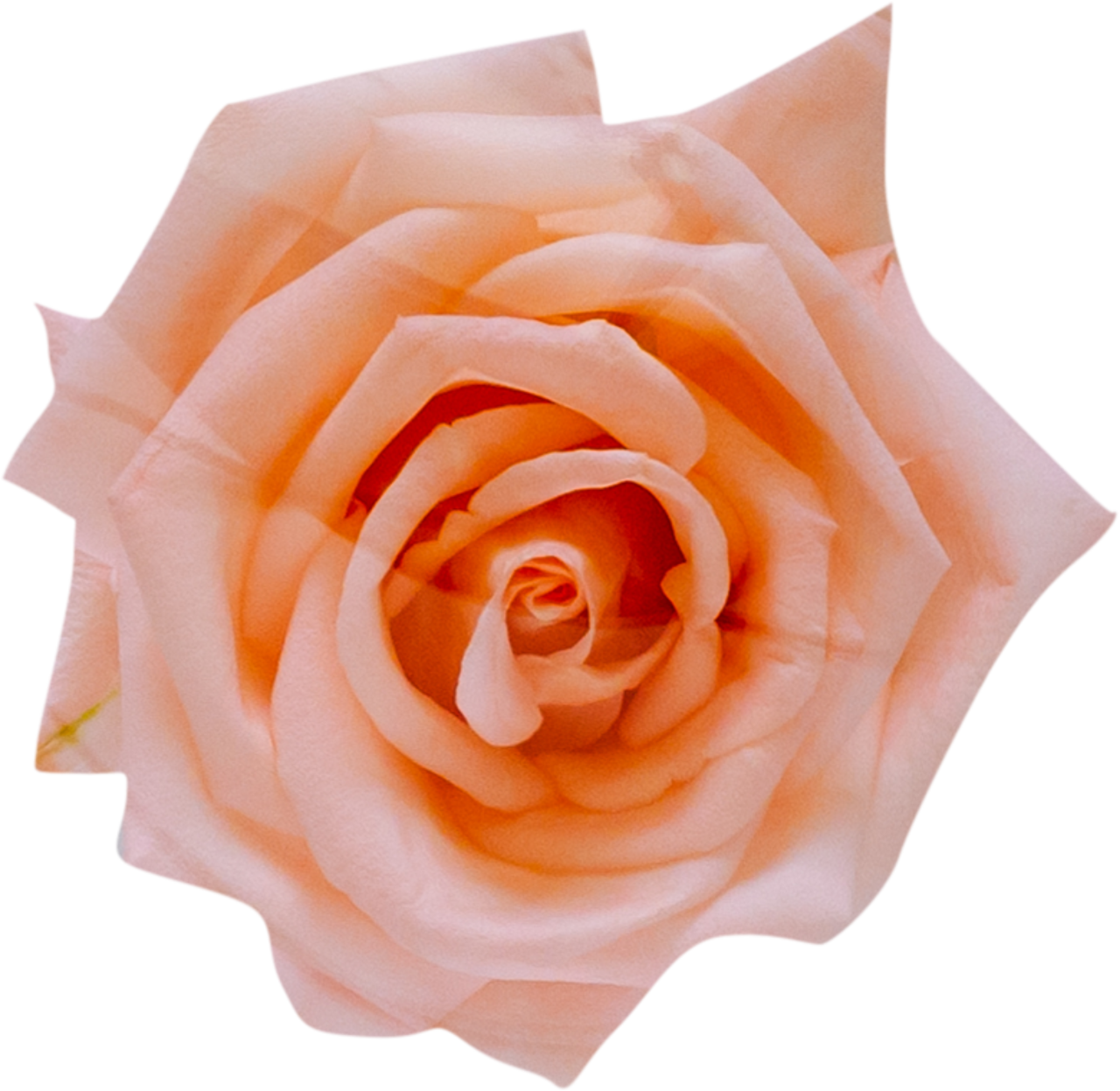 rose, pink, flower, blossom, isolated, spring, overlay, png, clipart, 
