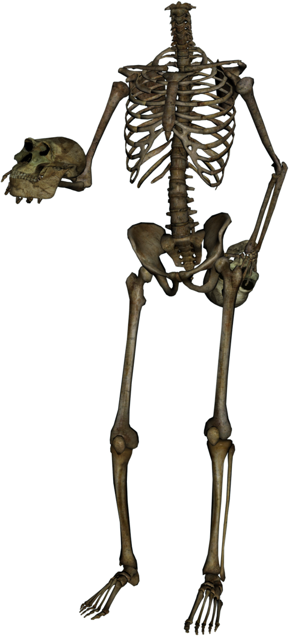 skeleton, background, design, halloween, illustration, human, overlay, vector, dead, horror, anatomy, death, scary, clipart, overlay, png