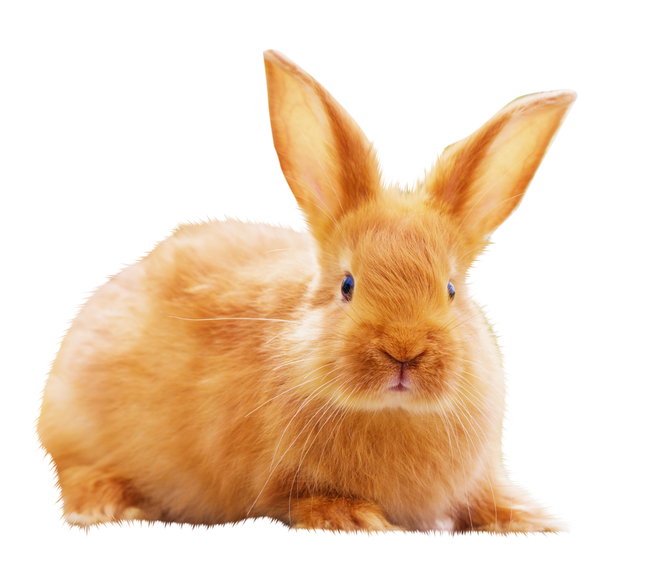 conejo,superposición,png,animal,lindo,mascotas,conejo,mamífero,pequeño,naturaleza,animal joven,esponjoso,animales domésticos,hierba,primer plano,piel,conejo bebé,granja,roedor,un animal