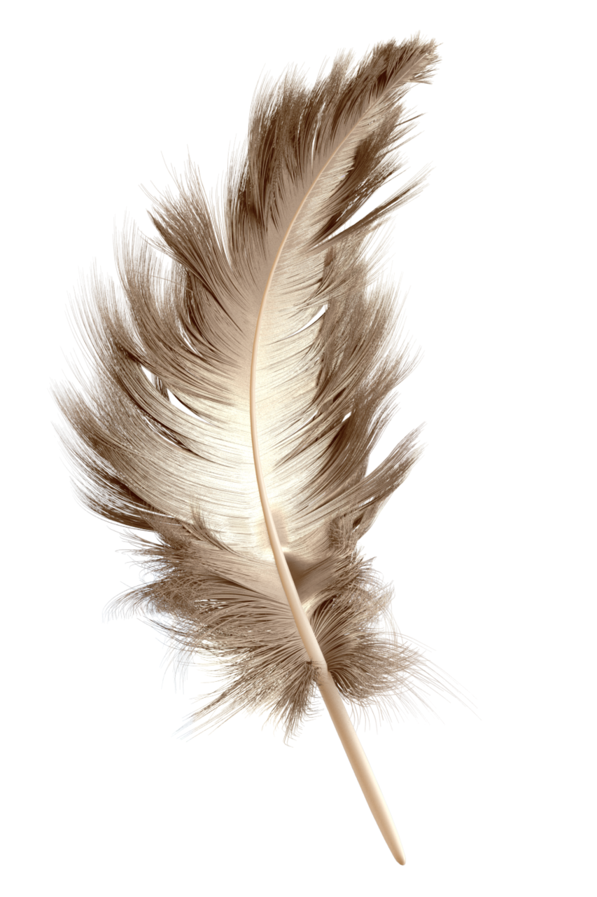  feather,overlay,feather,close-up,single object,macro,animal,nature,quill pen,fragility,backgrounds