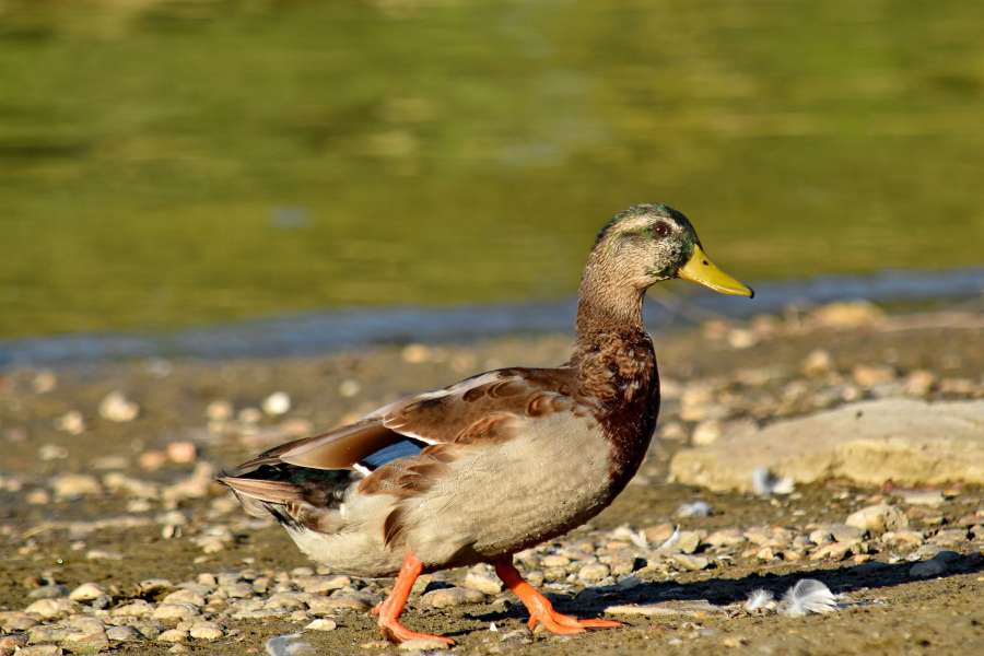 beach, beautiful photo, coast, duck, pebble 